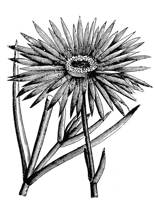 Mesembryanthemum coccineum