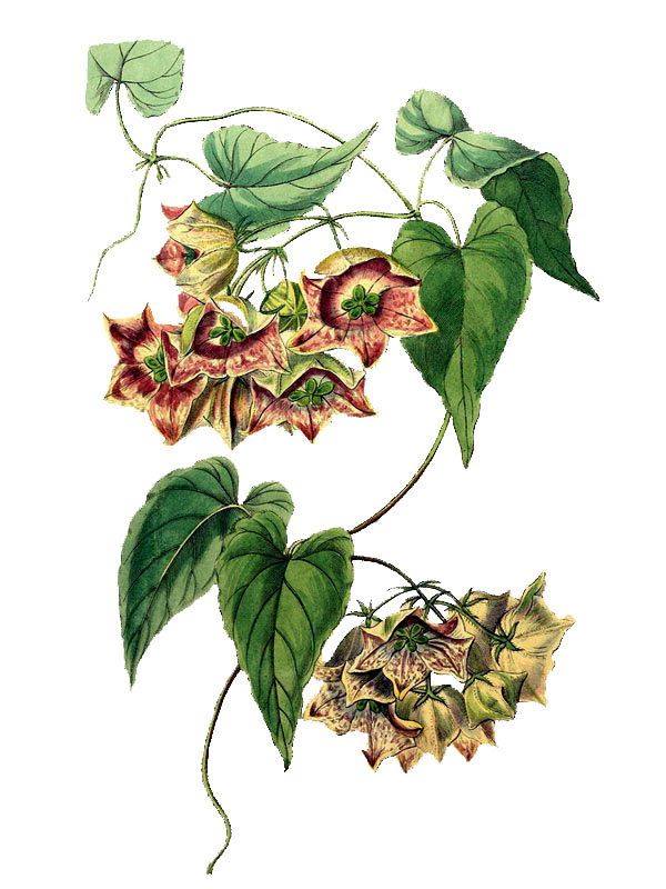 Philibertia grandiflora