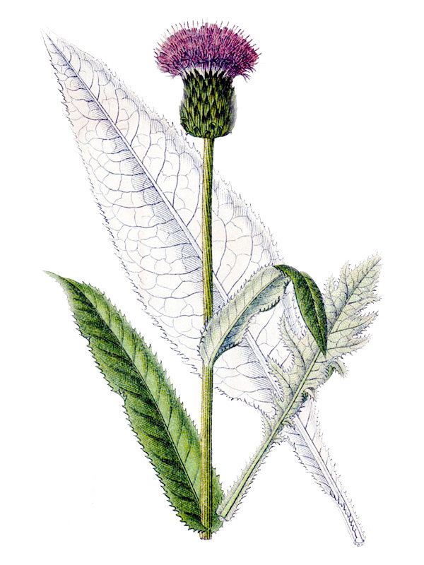 Carduus heterophyllus