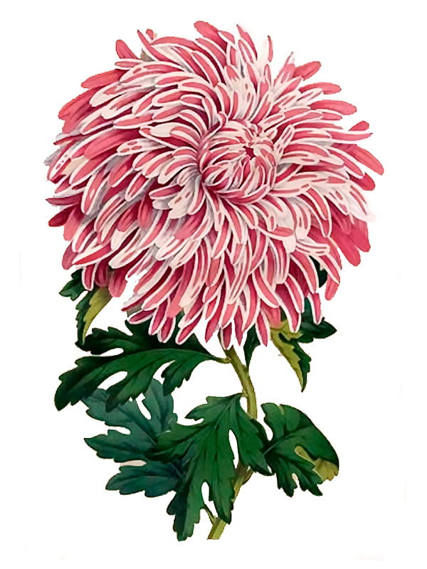 Chrysanthemum sinense