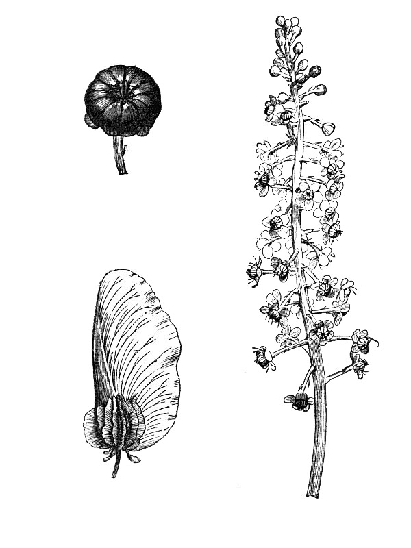 Phytolacca dodecandra