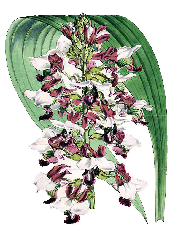 Eulophia rosea