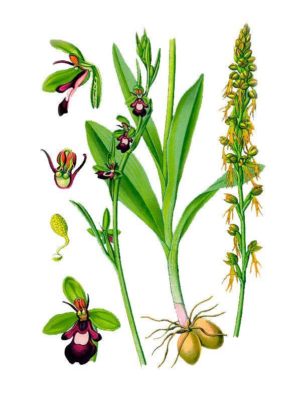 Ophrys incectifera