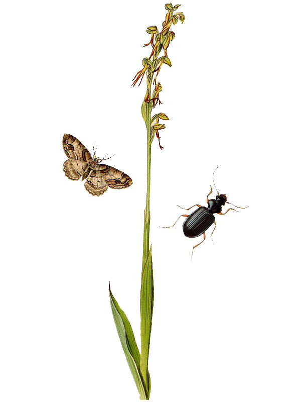Aceras anthropophorum