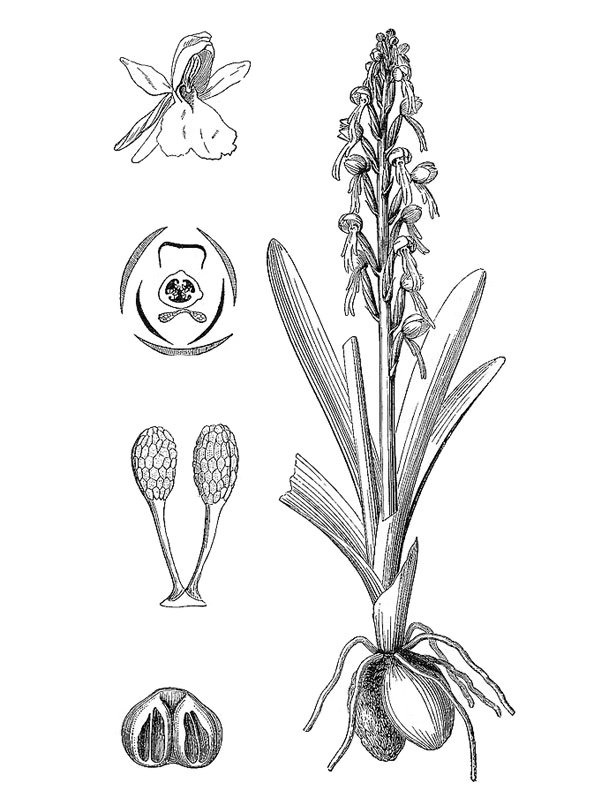 Aceras antropophorum