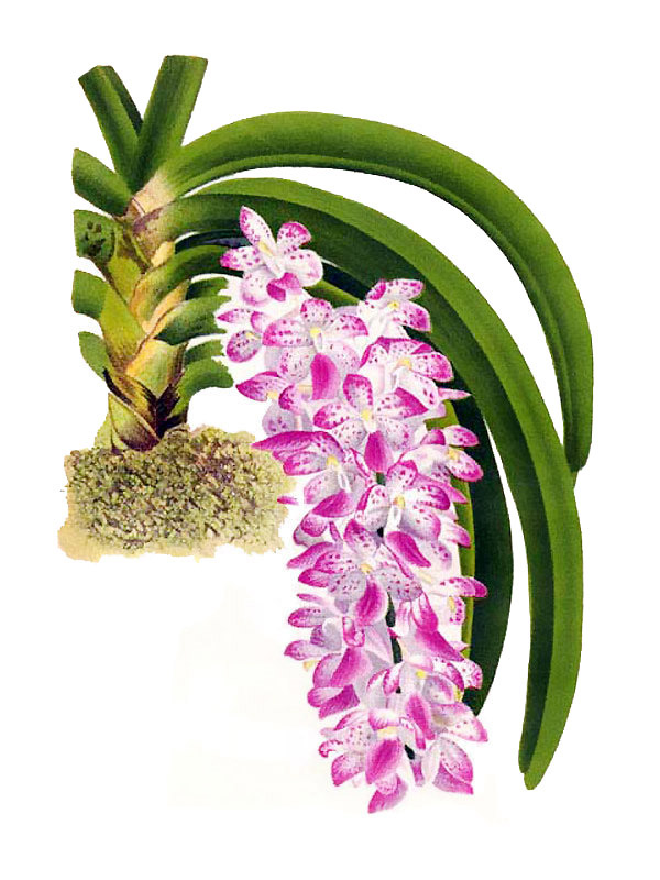 Aerides multiflora