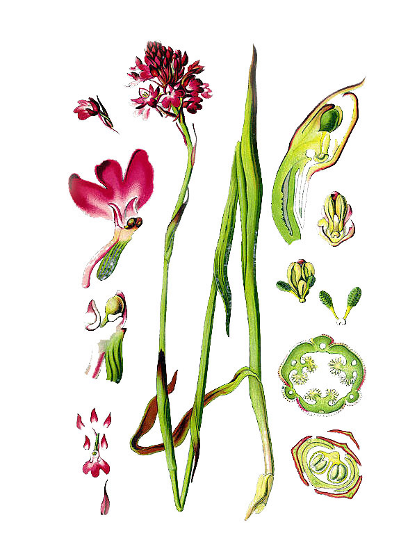 Anacamptis pyramidalis