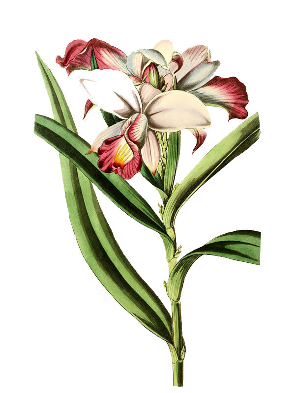 Arundina deusa