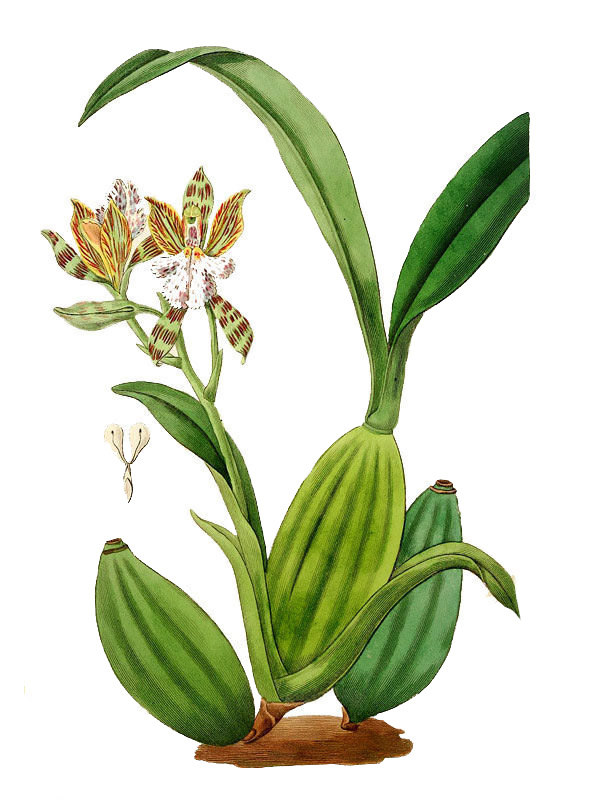 Aspasia variegata