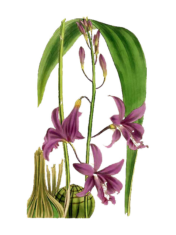 Bletia patula