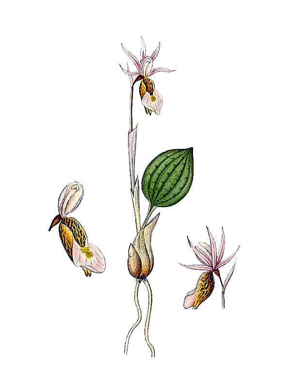 Calypso bulbosa