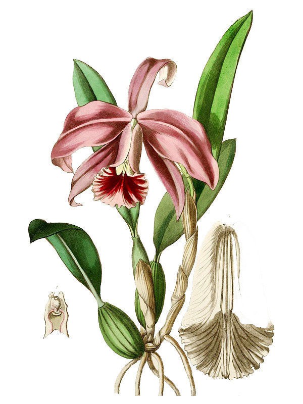 Cattleya pumila