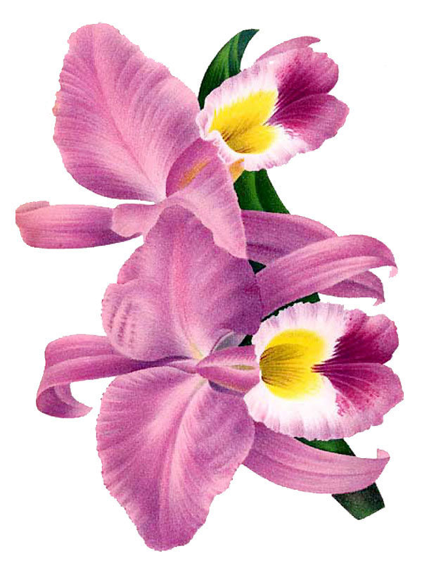 Cattleya gaskelliana