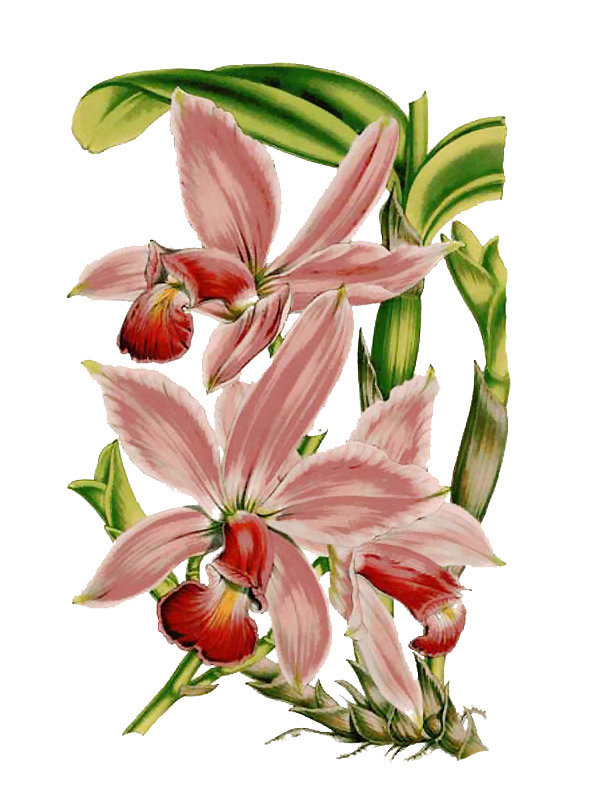 Cattleya superba