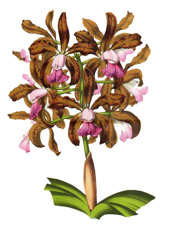 Cattleya tigrina
