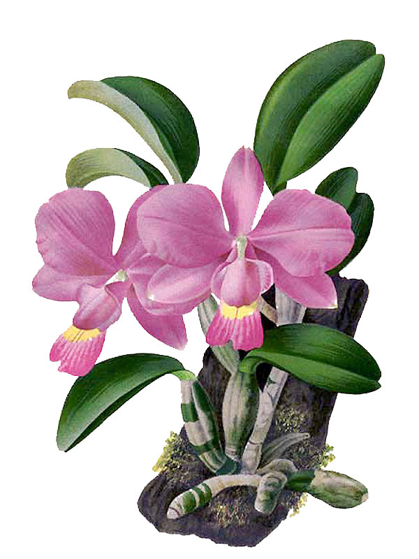 Cattleya walkeriana