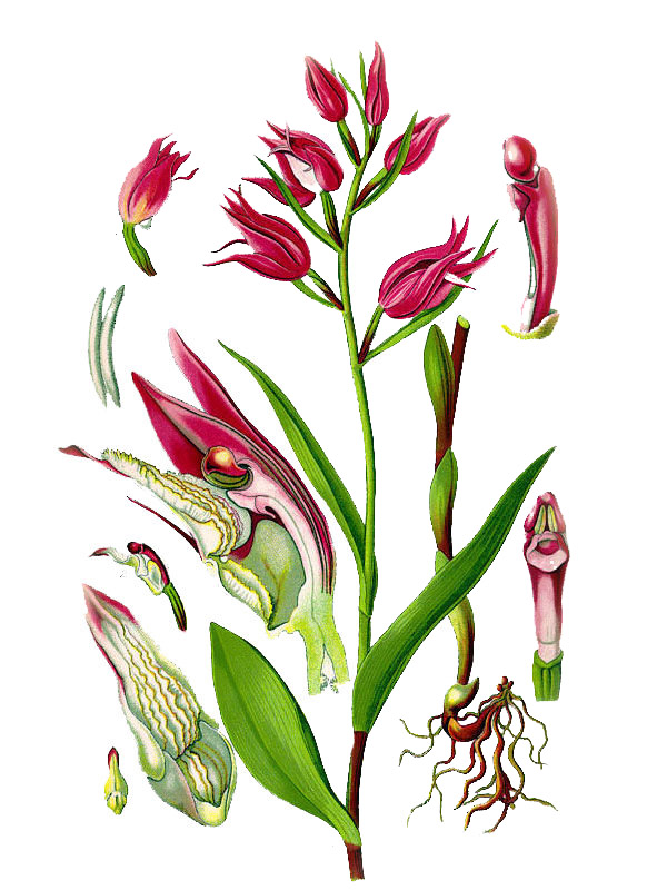 Cephalanthera rubra