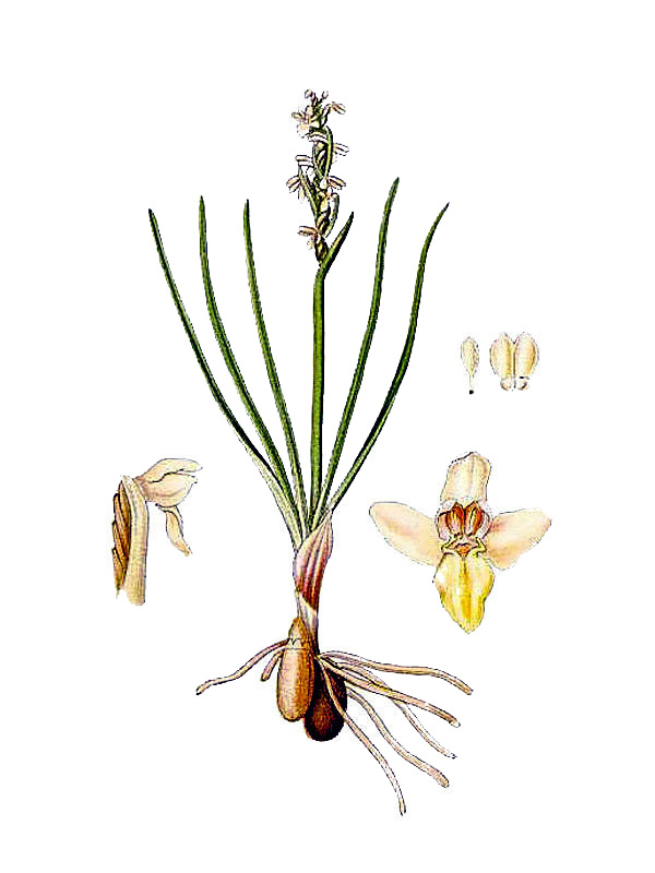 Chamaeorchis alpinus