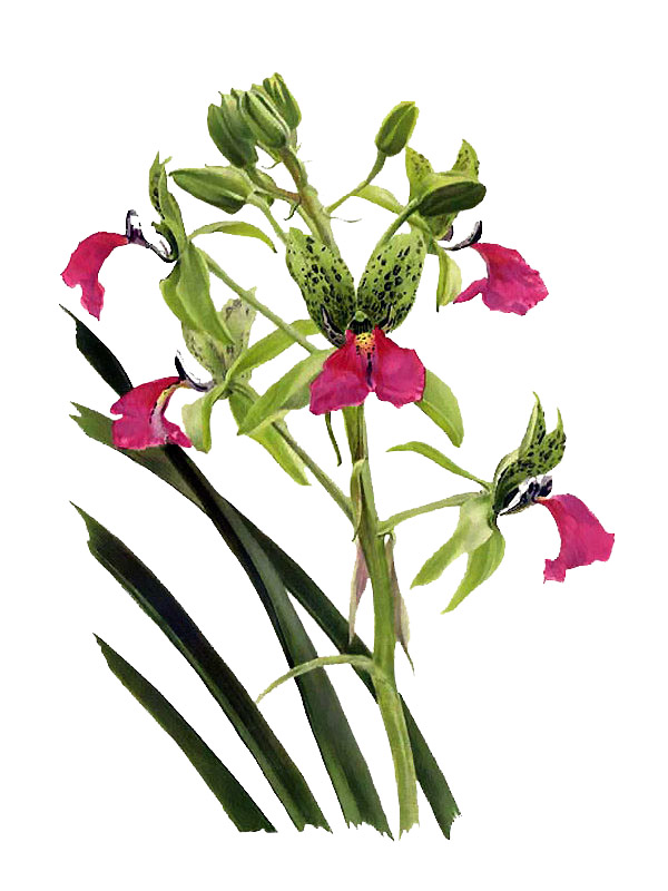 Cymbidium rhodochilum