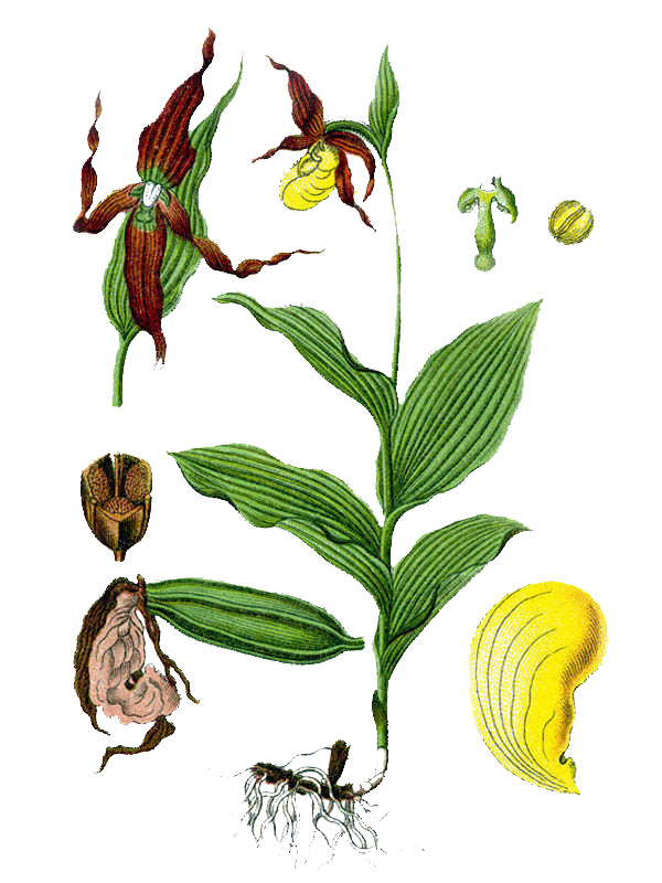 Cypripedium calceolus