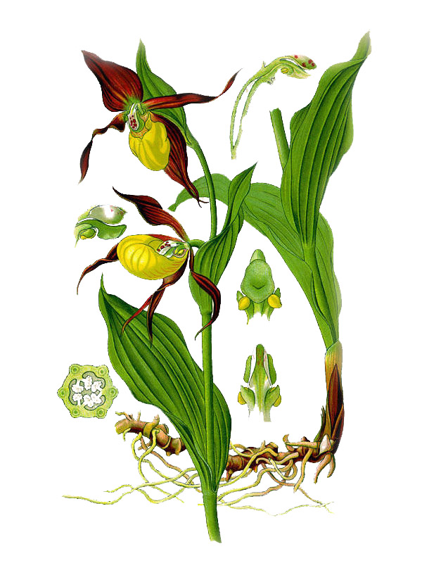 Cypripedium calceolus