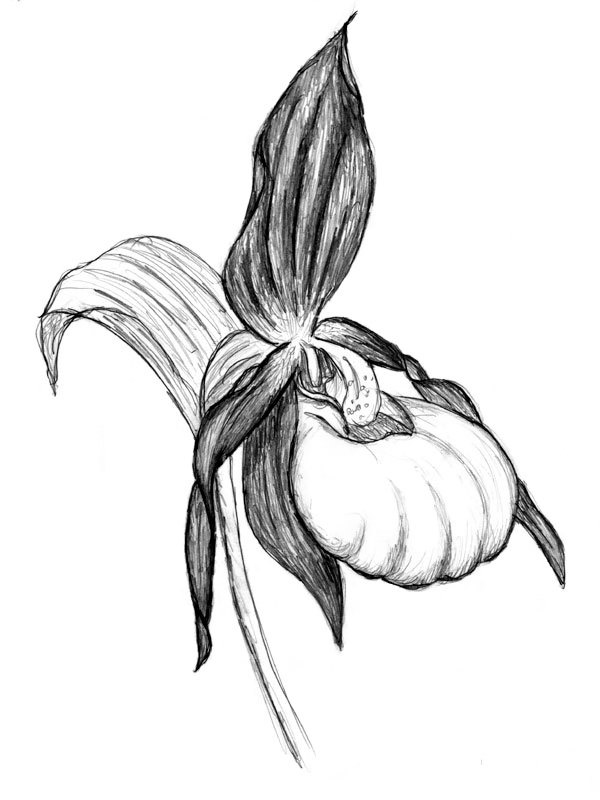Cypripedium calceolus
