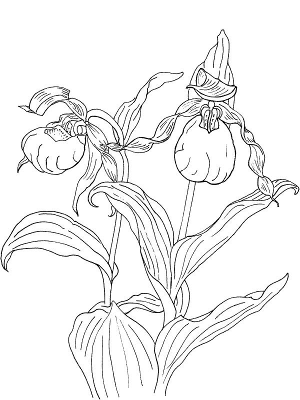 Cypripedium calceolus