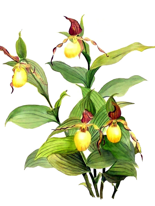 Cypripedium parviflorum