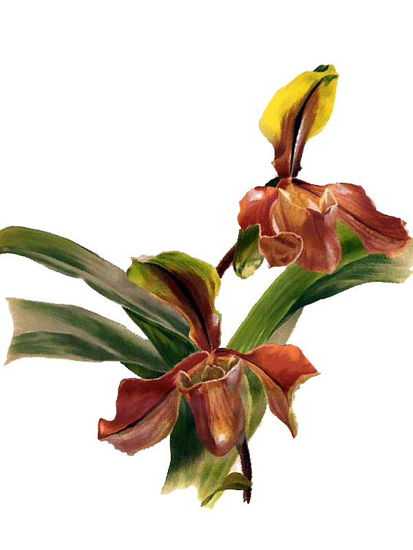 Cypripedium villosum