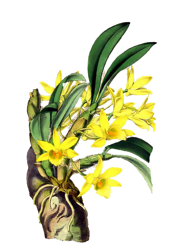 Dendrobium senile
