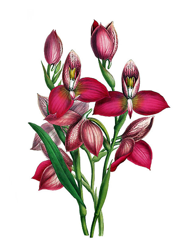 Disa grandiflora