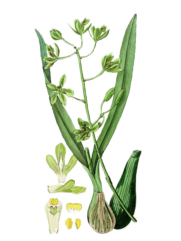 Encyclia patens