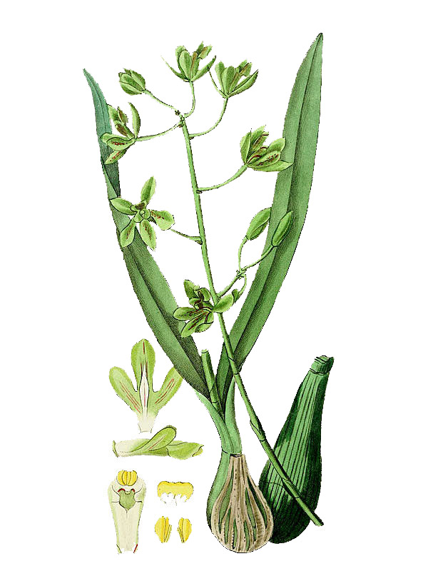 Epidendrum odoratissimum