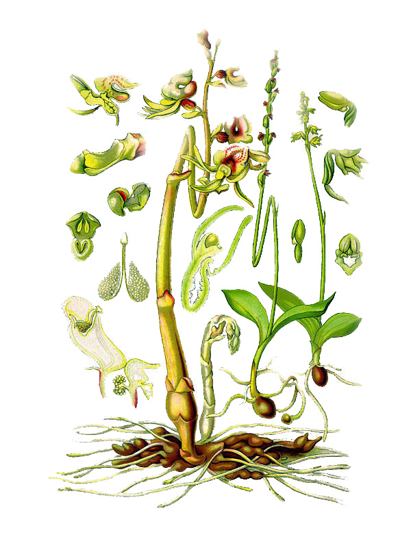Epigogium aphyllum
