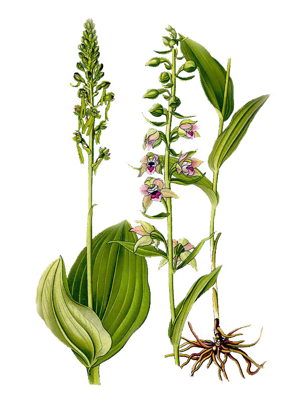 Epipactis phyllanthes