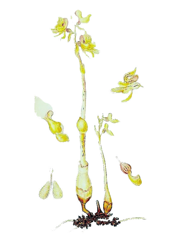Epipogium aphyllum
