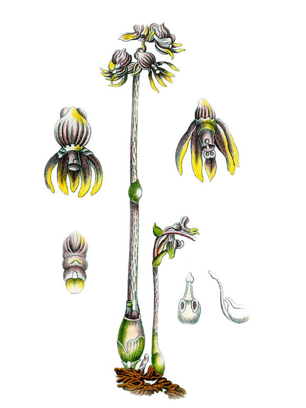 Epipogon generalis
