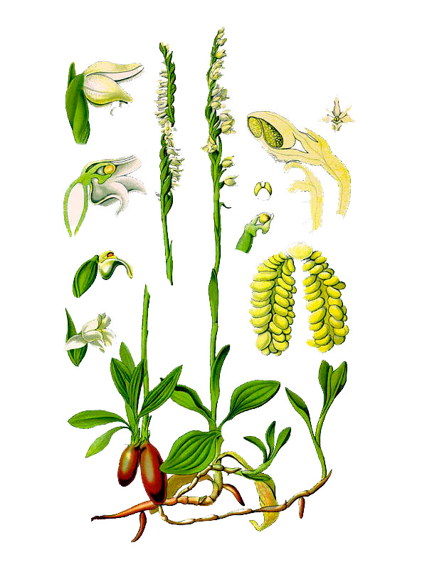 Goodyera repens