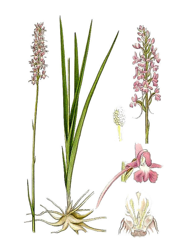 Gymnadenia conopsea