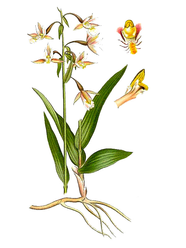 Helleborine palustris