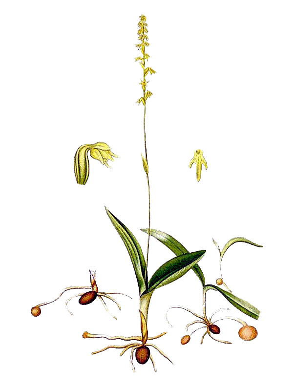 Herminium inonorchis