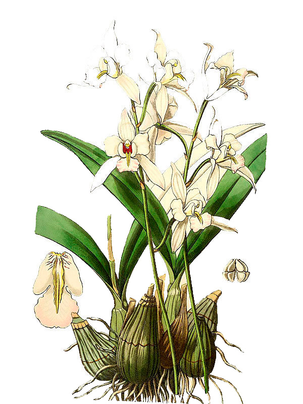 Laelia alba