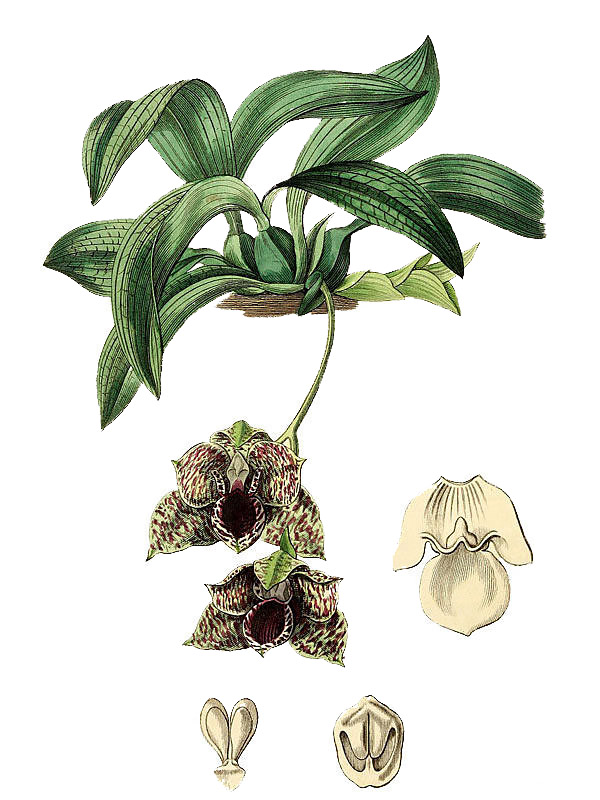 Maxillaria stapelioides