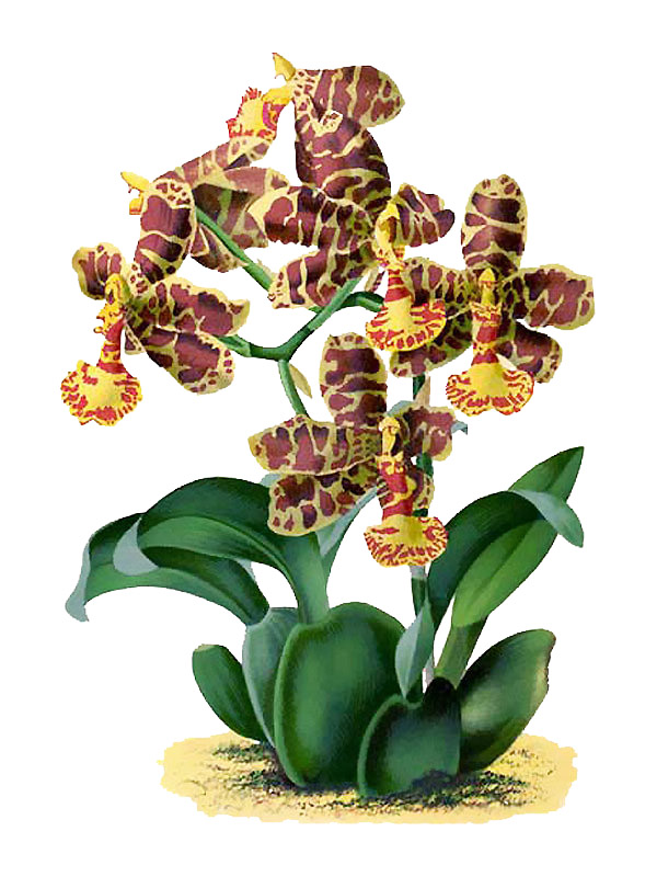 Odontoglossum insleayi