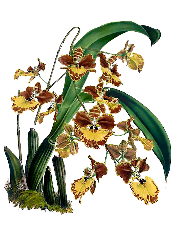 Oncidium praetextum