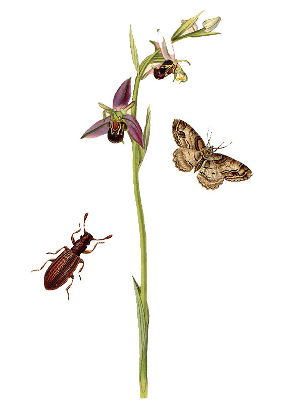 Ophrys apifera