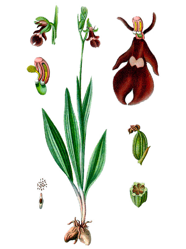 Ophrys muscifera