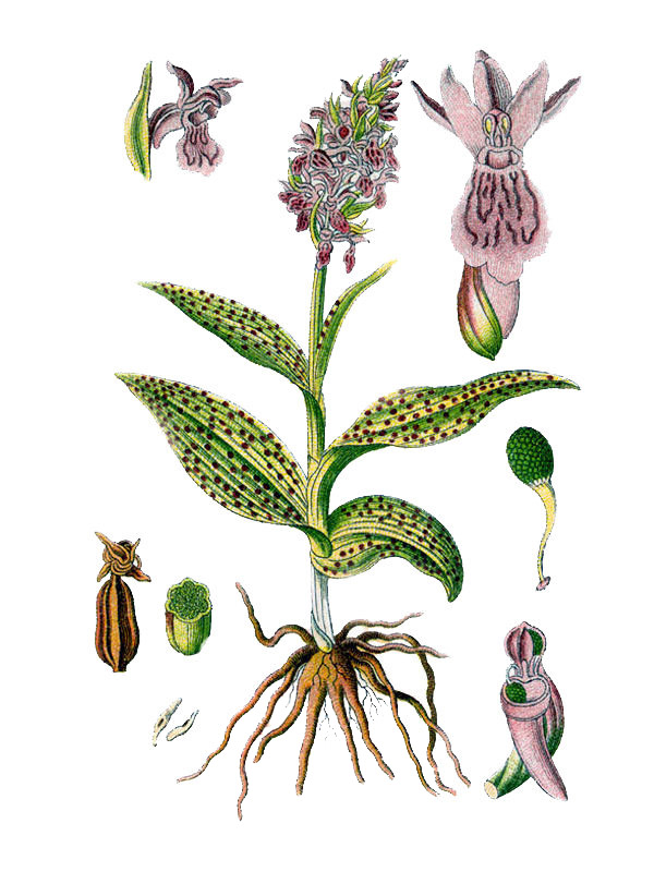 Orchis latifolia