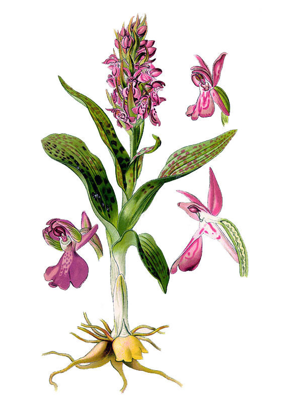 Orchis morio