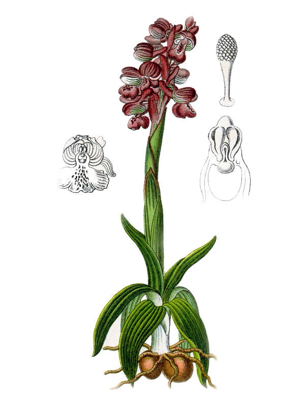 Orchis morio